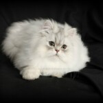Chinchilla Silver Persian Kitten