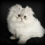 Chinchilla Silver Persian Kitten