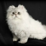 Chinchilla Silver Persian Kitten