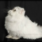 Chinchilla Silver Persian Kitten