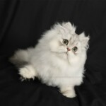 Chinchilla Silver Persian Kitten