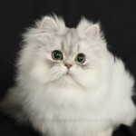 Chinchilla Silver Persian Kitten