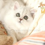 Teacup Persian Kitten