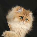 Chinchilla Golden Persian Kitten
