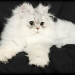 Chinchilla Silver Persian Kitten