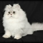 Chinchilla Silver Persian Kitten