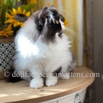 Black and white bicolor Persian Kitten
