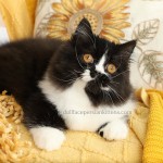 Black and white tuxedo Persian Kitten for Sale