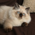 Seal Point Himalayan Kitten For Sale