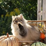 Classic Tabby Persian Kitten For Sale