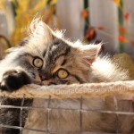 Classic Tabby Persian Kitten For Sale