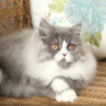 Blue and white smoke bicolor Persian Kitten