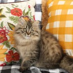 Shaded Golden Persian Kitten for Sale