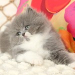 Blue and white Bicolor Persian Kitten for Sale