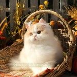 Cream and White Bicolor Persian Kitten for Sale