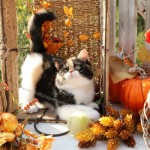 Calico Exotic Shorthair Persian Kitten For Sale