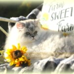 Silver Persian Kitten for Sale