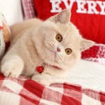 Exotic Shorthair Persian Kitten For Sale