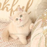 Cream Exotic Shorthair Female Kitten For Sale