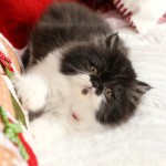 Black and white bicolor Persian kitten