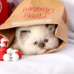 Himalayan Kitten For Sale