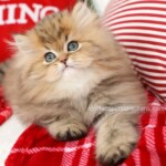 Shaded Golden Persian Kitten for Sale