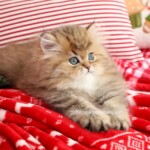 Shaded Golden Persian Kitten For Sale
