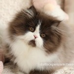 Chocolate and white Bicolor Persian Kitten