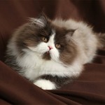Chocolate and white Persian Kitten