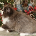 Chocolate and white Persian Kitten For Sale