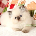 Chocolate Point Himalayan Kitten For Sale