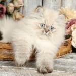 Seal Lynx Point Himalayan Kitten for Sale