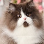 Chocolate and white bicolor Persian Kitten