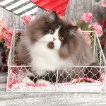 Chocolate and white Bicolor Persian