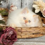 Flame Point Himalayan Kitten For Sale