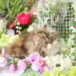 Calico Tabby Persian Kitten For Sale
