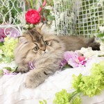 Shaded Golden Teacup Persian