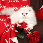 Silver Chinchilla Persian Kitten - www.dollfacepersiankittens.com