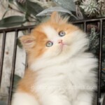 Red and white Bicolor Persian Kitten