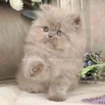 Doll Face Persian Kittens