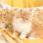 Doll Face Persian Kittens - Ginger Snap