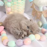 Lilac Persian Kitten