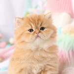 Red Tabby Persian Kitten