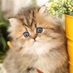 Shaded Golden Teacup Persian Kitten