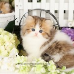 Doll Face Persian Kitten