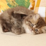 Chocolate Tabby Persian Kitten