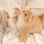 Doll Face Persian Kittens - Persian Kittens for Sale