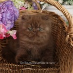 Chocolate Persian Kitten