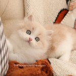 Cream and white Female Persian Kitten