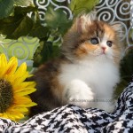Calico Teacup Persian Kitten